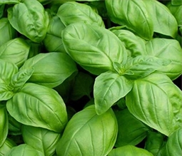 Buy Basil Oil Online India Basil Essential Oil Basil Oil Benefits