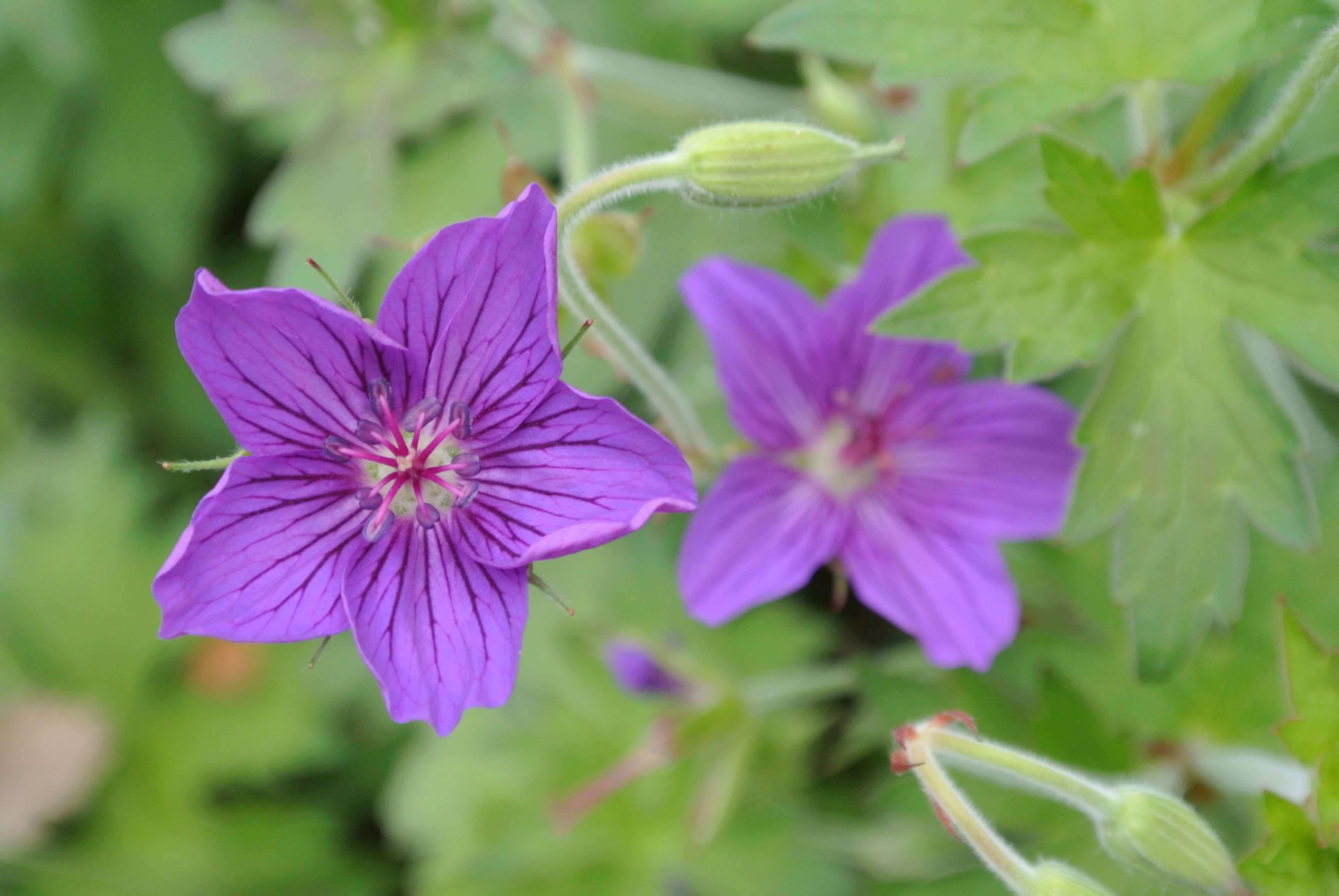 Geranium Oil