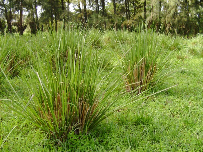 Vetiver Oil