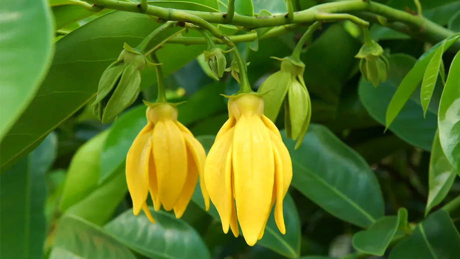 Ylang Ylang Oil