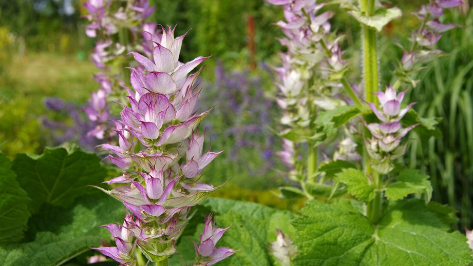 Clary Sage Essential Oil