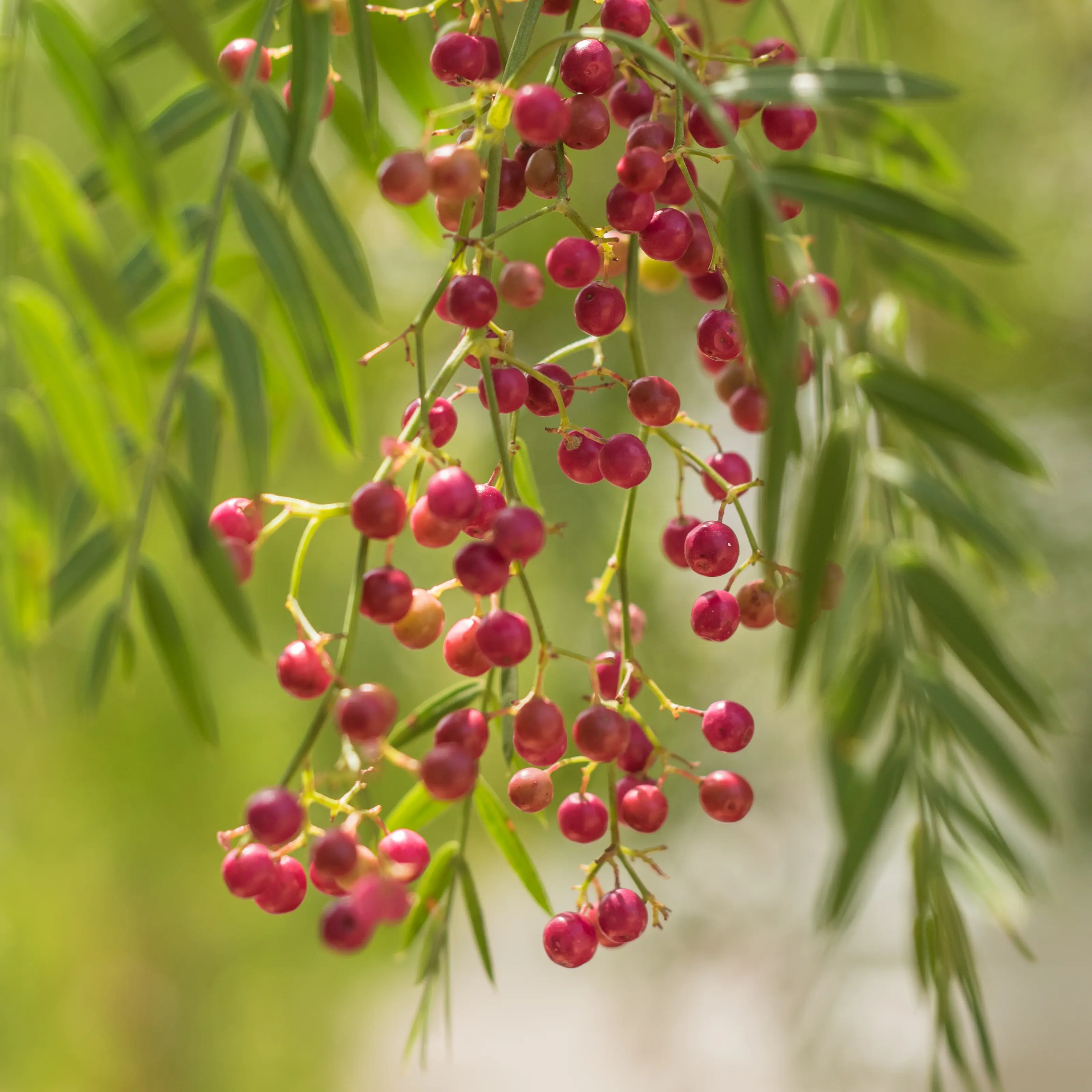 Pink Peppercorn