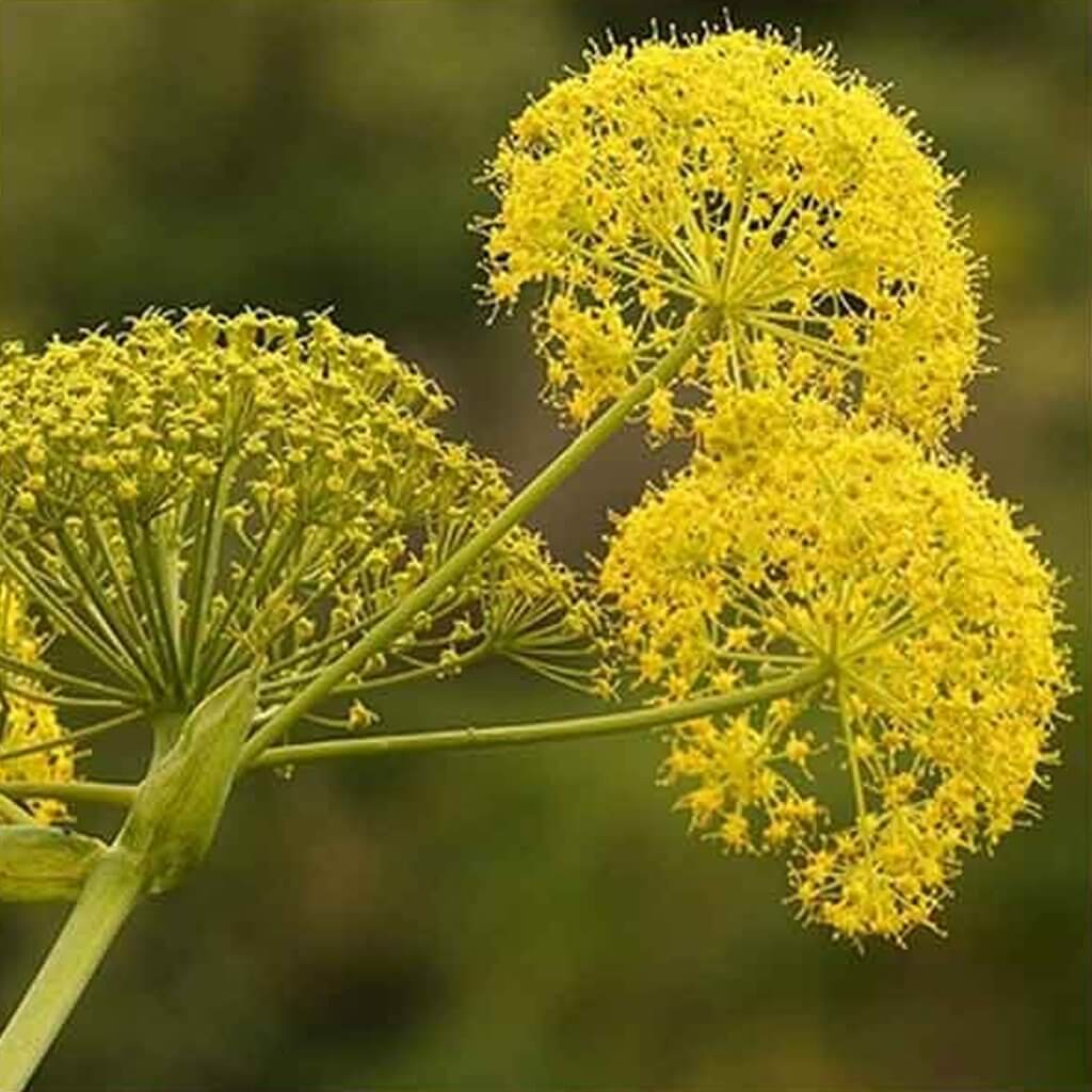 Resinoid Galbanum
