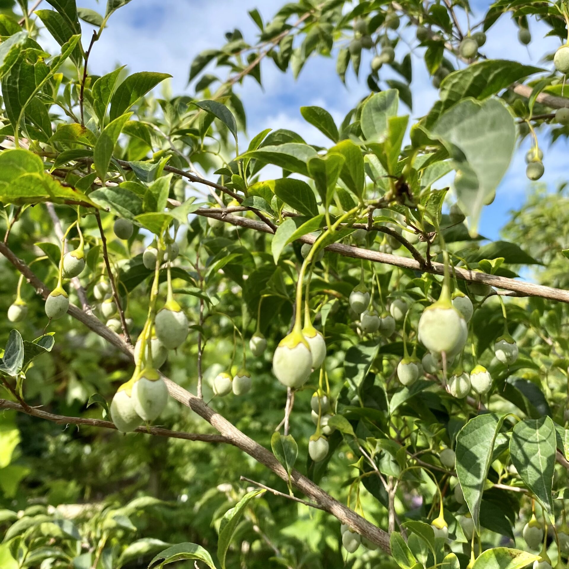Resinoid Styrax
