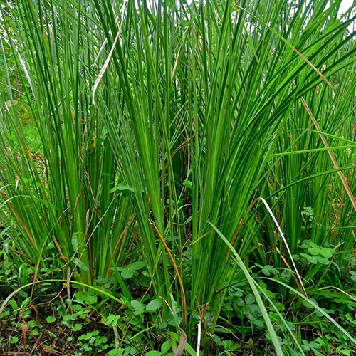 Vetiver NNO